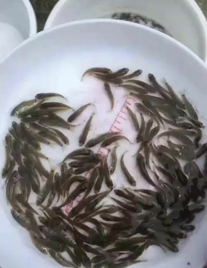 鲤鱼苗1万斤均重1，2，3两质量好价格优