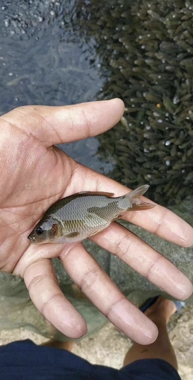 鲤鱼苗1万斤均重1，2，3两质量好价格优