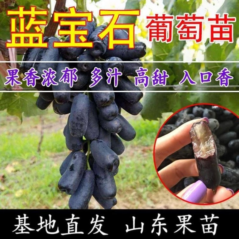 蓝宝石葡萄苗盆栽地栽南北方种植葡萄树苗当年结果苗脆甜