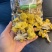 鸡油菌，鸡油黄，大货批发云南工厂，自有种植基地包邮价