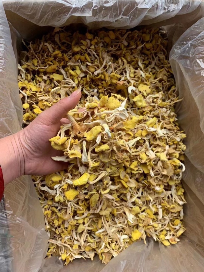 鸡油菌，鸡油黄，大货批发云南工厂，自有种植基地包邮价