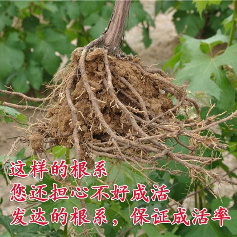 蓝宝石葡萄苗盆栽地栽南北方种植葡萄树苗当年结果苗脆甜