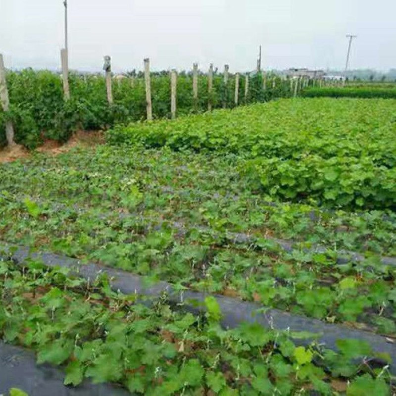 蓝宝石葡萄苗盆栽地栽南北方种植葡萄树苗当年结果苗脆甜