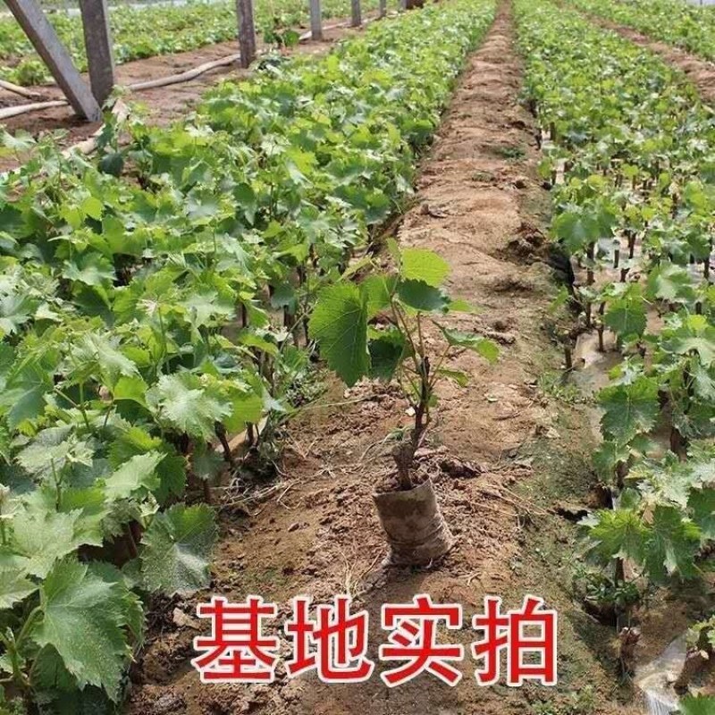 蓝宝石葡萄苗盆栽地栽南北方种植葡萄树苗当年结果苗脆甜