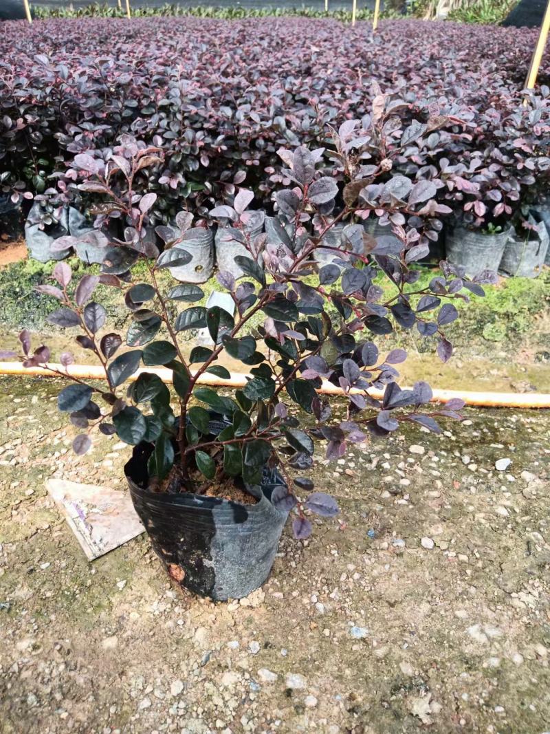 红继木