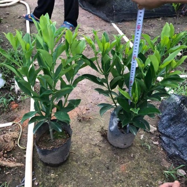 非洲茉莉