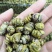 铁皮石斛一斤包邮批发价格量大优惠