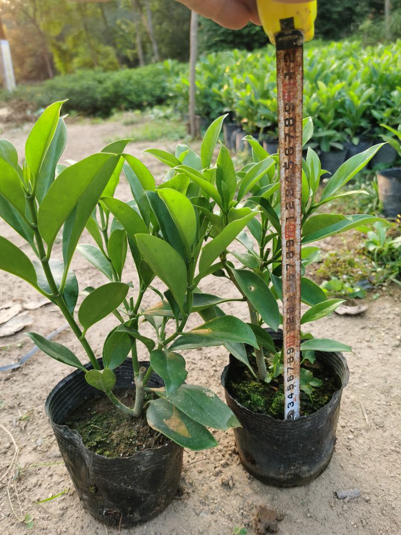 非洲茉莉