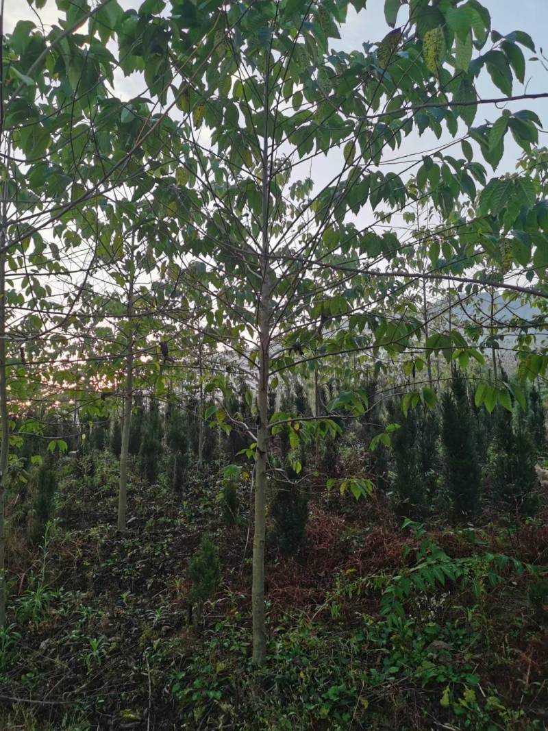 喜树九江市柴桑区清风园林常年供应各种规格苗木