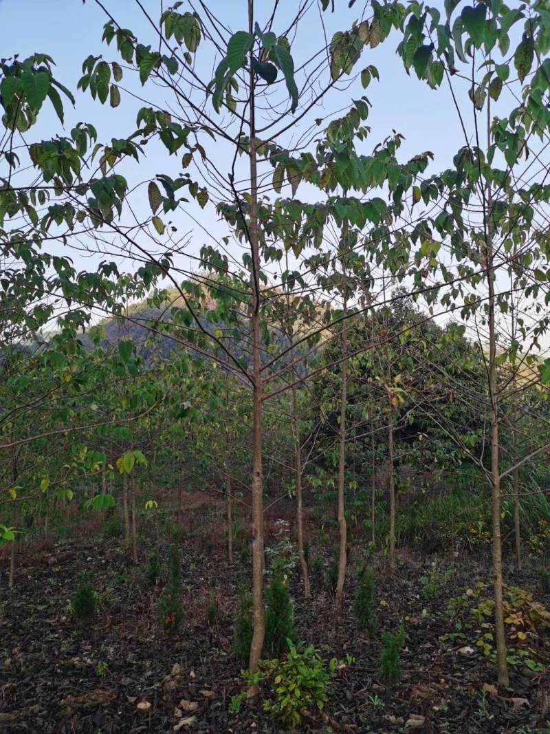 喜树九江市柴桑区清风园林常年供应各种规格苗木