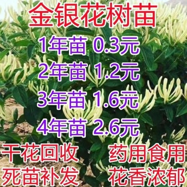 金银花树苗盆栽地栽优质苗金银花苗南北方种植当年采摘苗