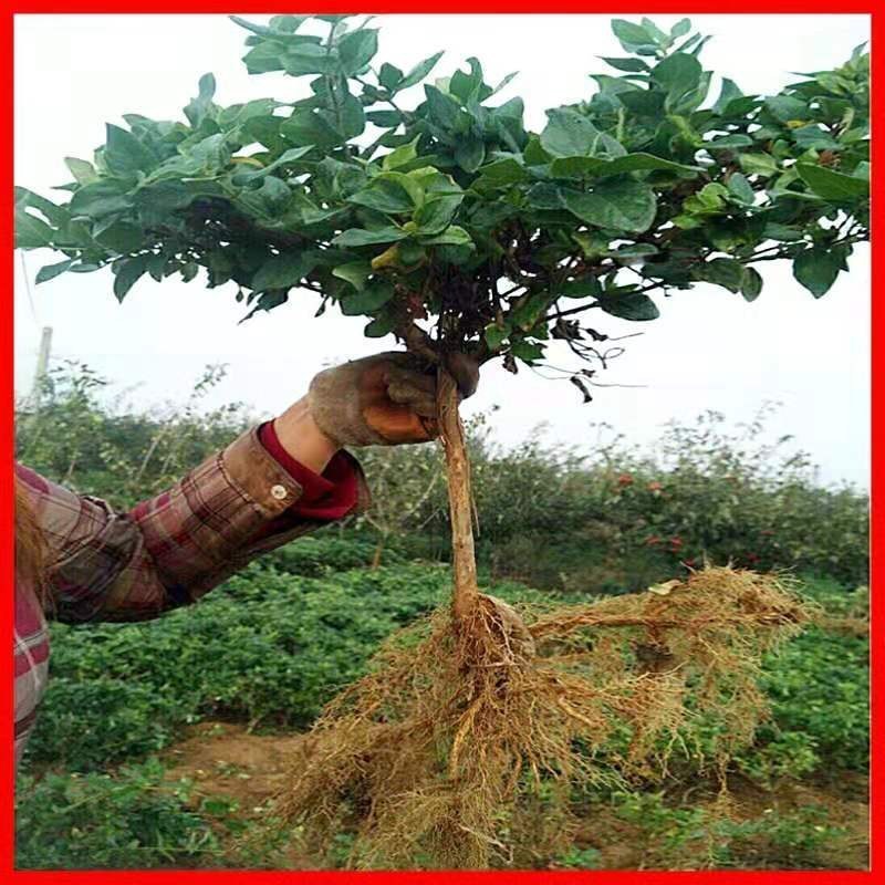 金银花树苗盆栽地栽优质苗金银花苗南北方种植当年采摘苗