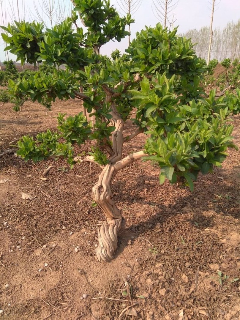 金银花树苗盆栽地栽优质苗金银花苗南北方种植当年采摘苗