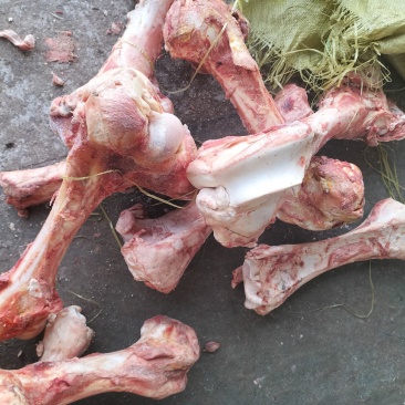 牛骨后腿骨