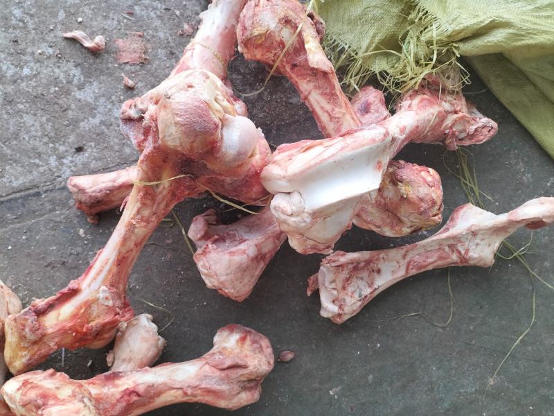牛骨后腿骨