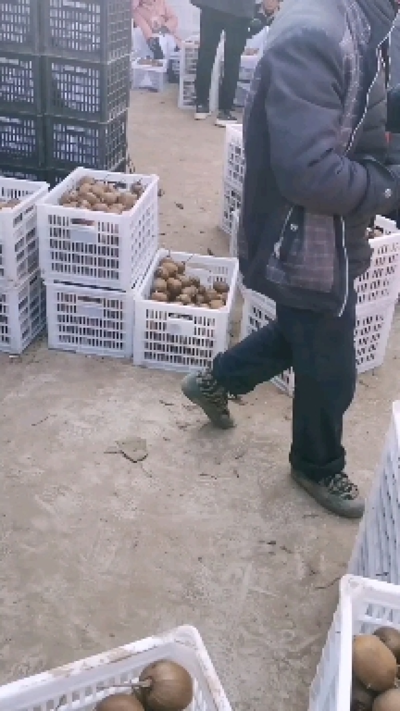 太白山优生区优质徐香弥猴桃