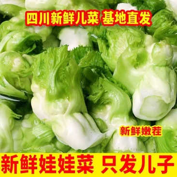 儿菜四川儿菜基地直供量大从优大小心都有