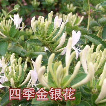 四季金银花盆栽地栽南北方种植当年采摘金银花苗干花回收