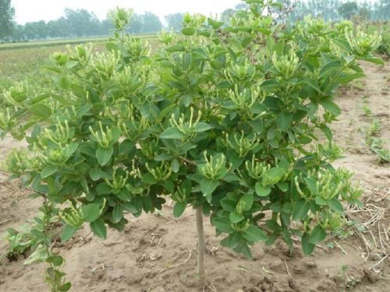 四季金银花盆栽地栽南北方种植当年采摘金银花苗干花回收