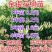 四季金银花盆栽地栽南北方种植当年采摘金银花苗干花回收