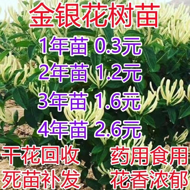 四季金银花盆栽地栽南北方种植当年采摘金银花苗干花回收