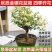 四季金银花盆栽地栽南北方种植当年采摘金银花苗干花回收