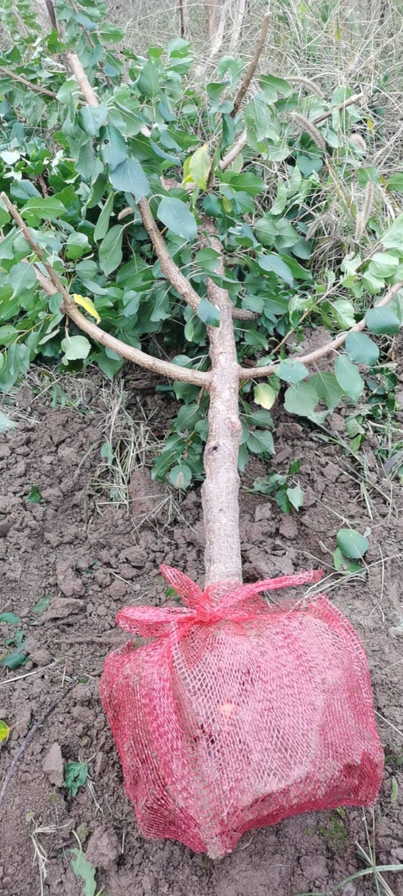 精品山楂树六至十公分的山楂树基地直发价格低质量好欢迎联系