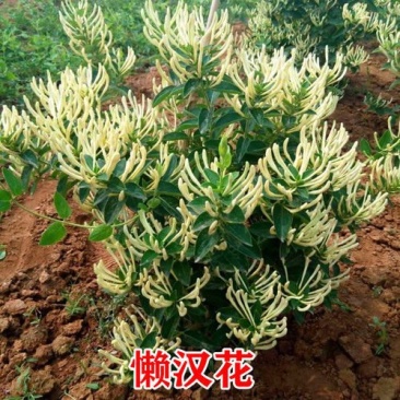 懒汉花金银花树苗盆栽地栽南北方种植当年采摘优质花苗