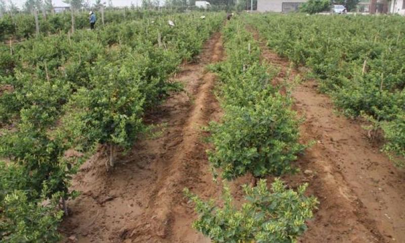 懒汉花金银花树苗盆栽地栽南北方种植当年采摘优质花苗