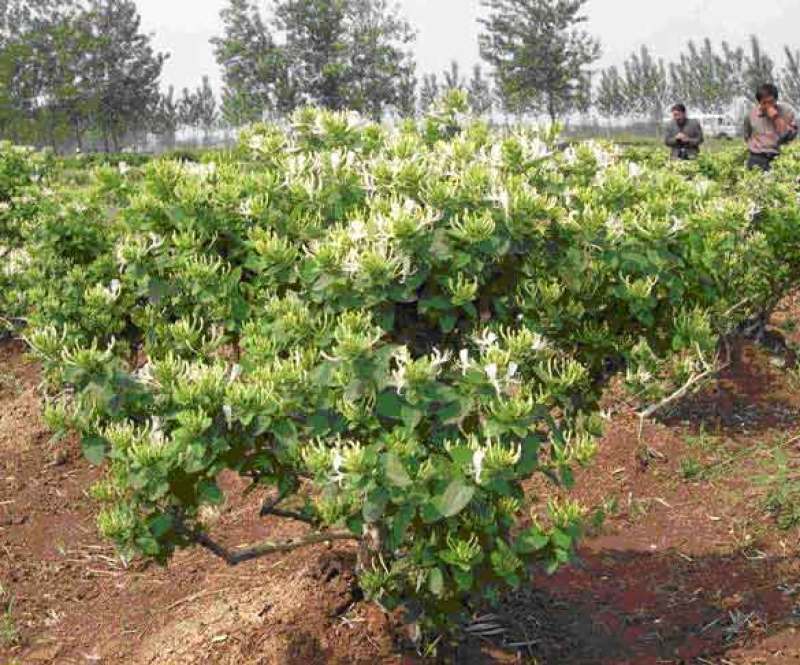 懒汉花金银花树苗盆栽地栽南北方种植当年采摘优质花苗