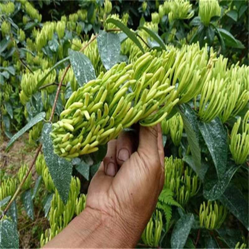 懒汉花金银花树苗盆栽地栽南北方种植当年采摘优质花苗