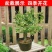 懒汉花金银花树苗盆栽地栽南北方种植当年采摘优质花苗