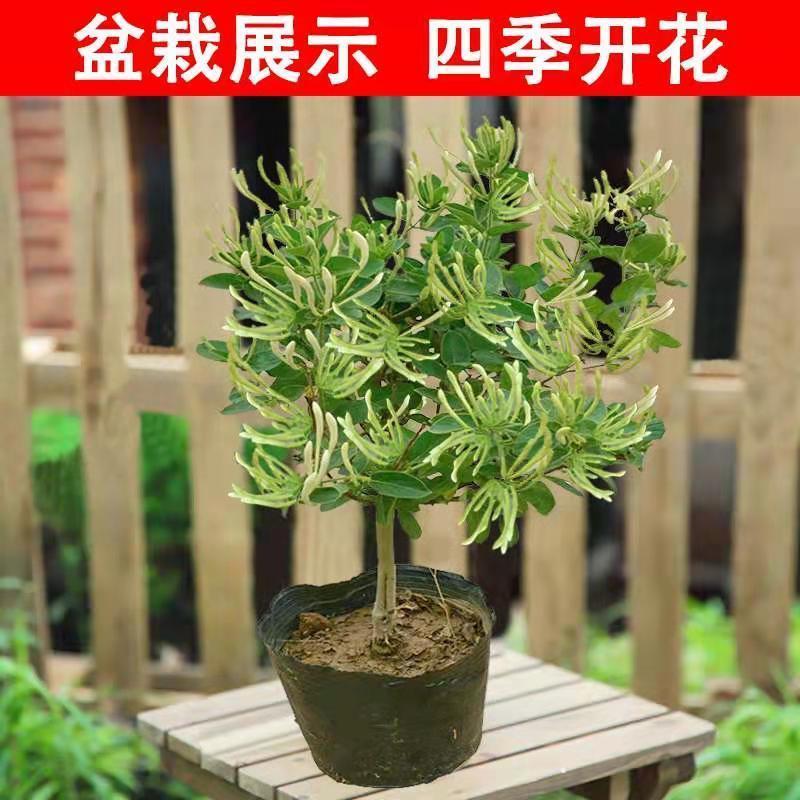 懒汉花金银花树苗盆栽地栽南北方种植当年采摘优质花苗