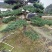 五针松湿地松罗汉松九江市柴桑区清风园