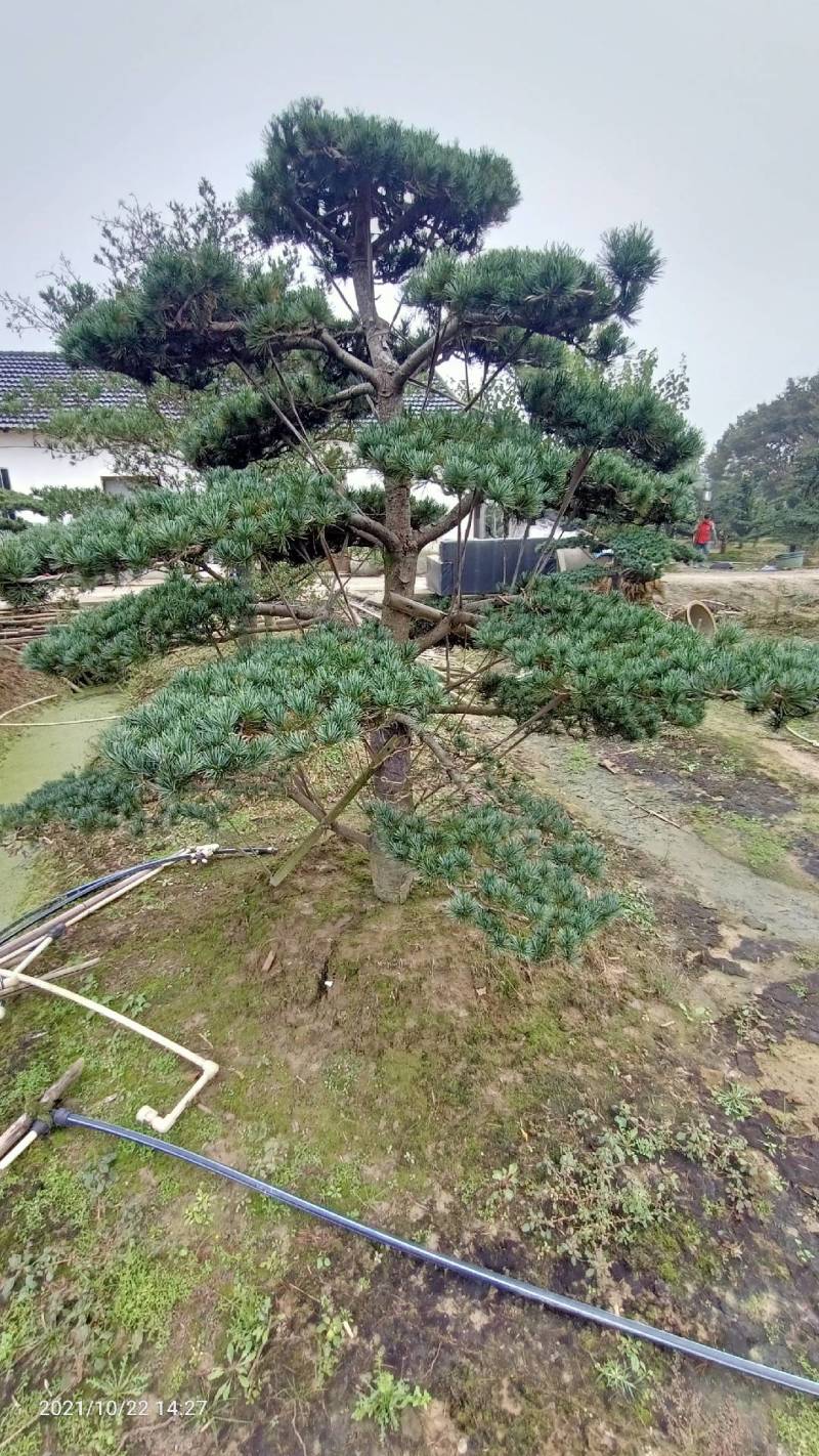 五针松湿地松罗汉松九江市柴桑区清风园
