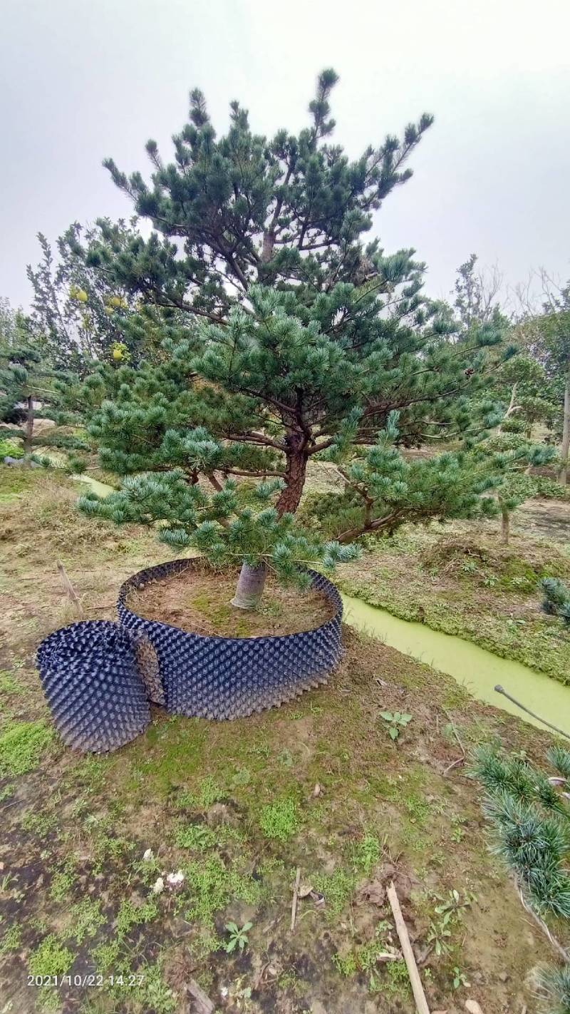 五针松湿地松罗汉松九江市柴桑区清风园