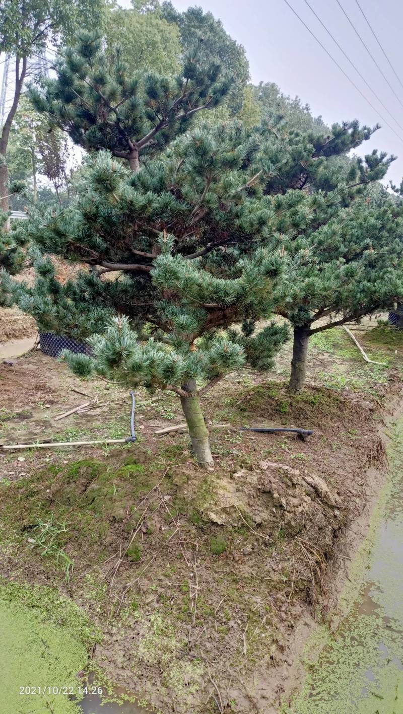 五针松湿地松罗汉松九江市柴桑区清风园