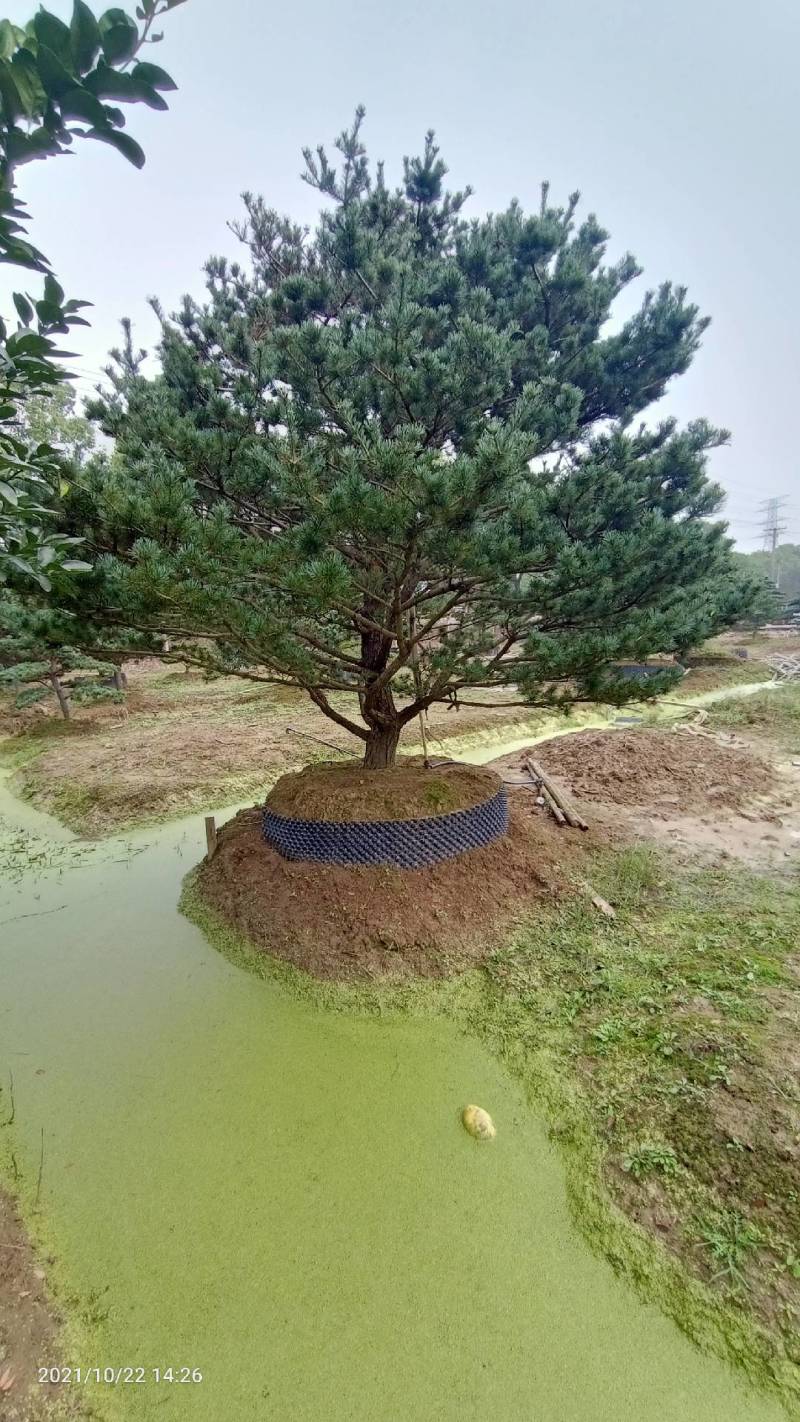 五针松湿地松罗汉松九江市柴桑区清风园