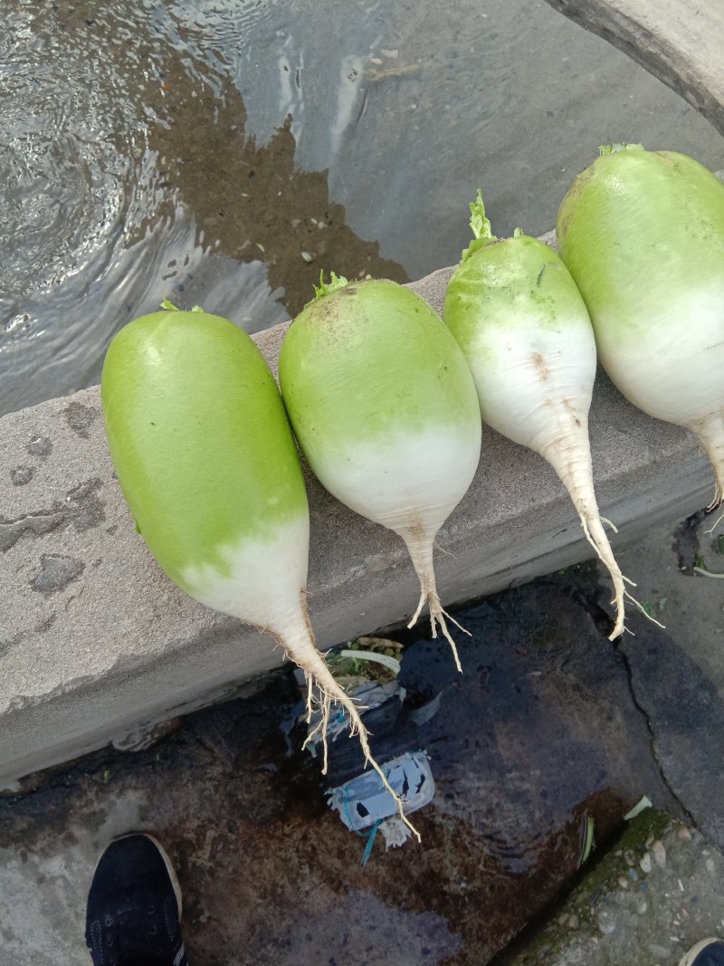 【推荐】791青萝卜，露地货湖北萝卜货量充足大量上市