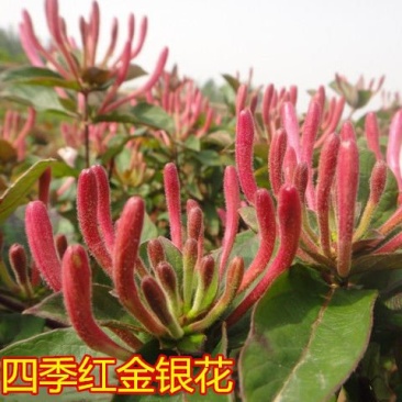 四季红色金银花苗盆栽地栽南北方种植当年采摘优质花苗