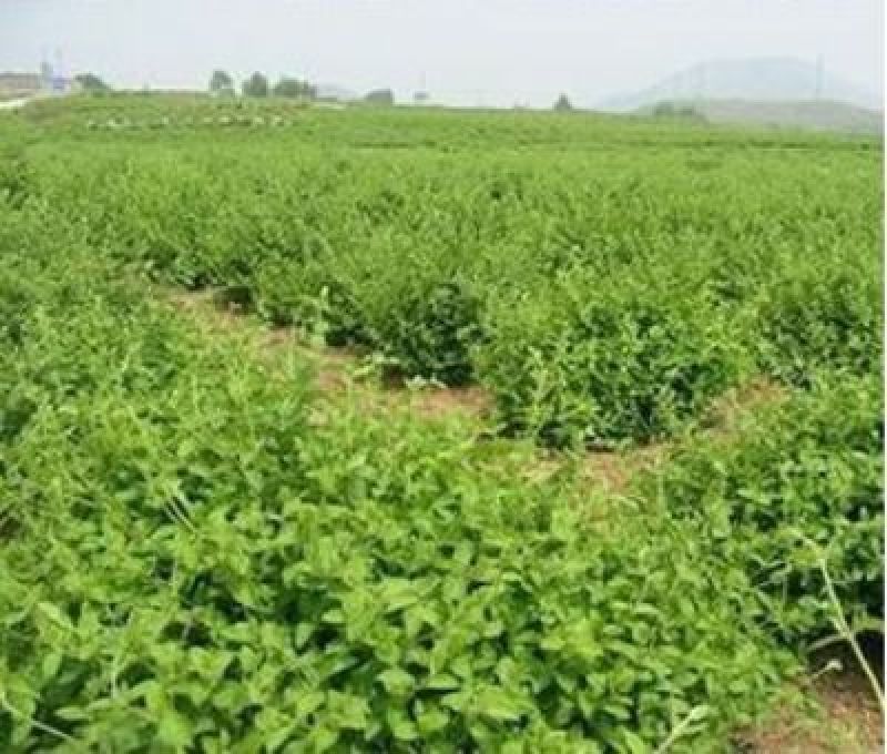 四季红色金银花苗盆栽地栽南北方种植当年采摘优质花苗