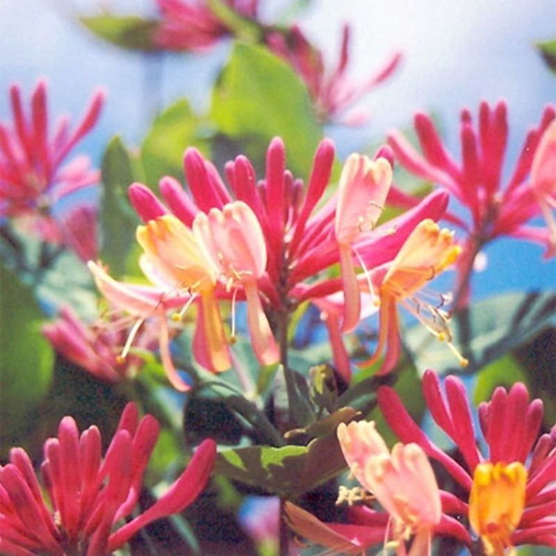四季红色金银花苗盆栽地栽南北方种植当年采摘优质花苗