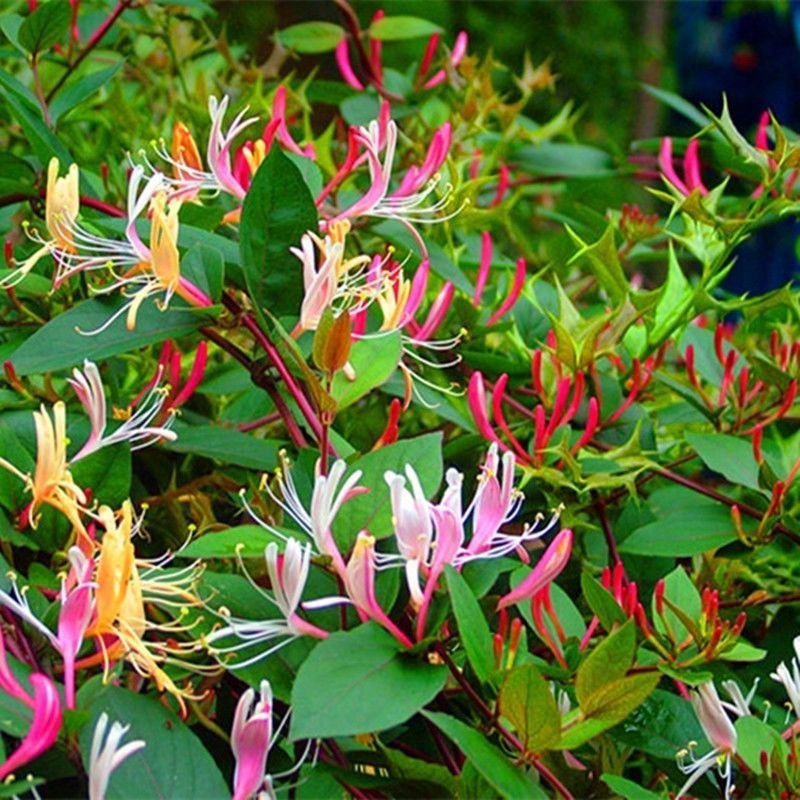 四季红色金银花苗盆栽地栽南北方种植当年采摘优质花苗