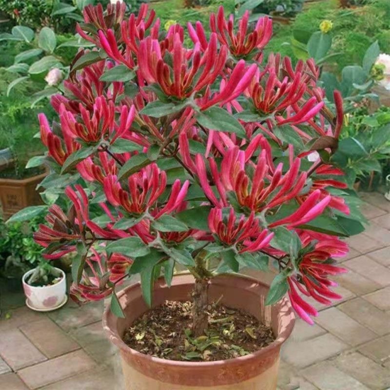 四季红色金银花苗盆栽地栽南北方种植当年采摘优质花苗
