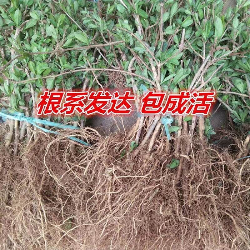 四季红色金银花苗盆栽地栽南北方种植当年采摘优质花苗
