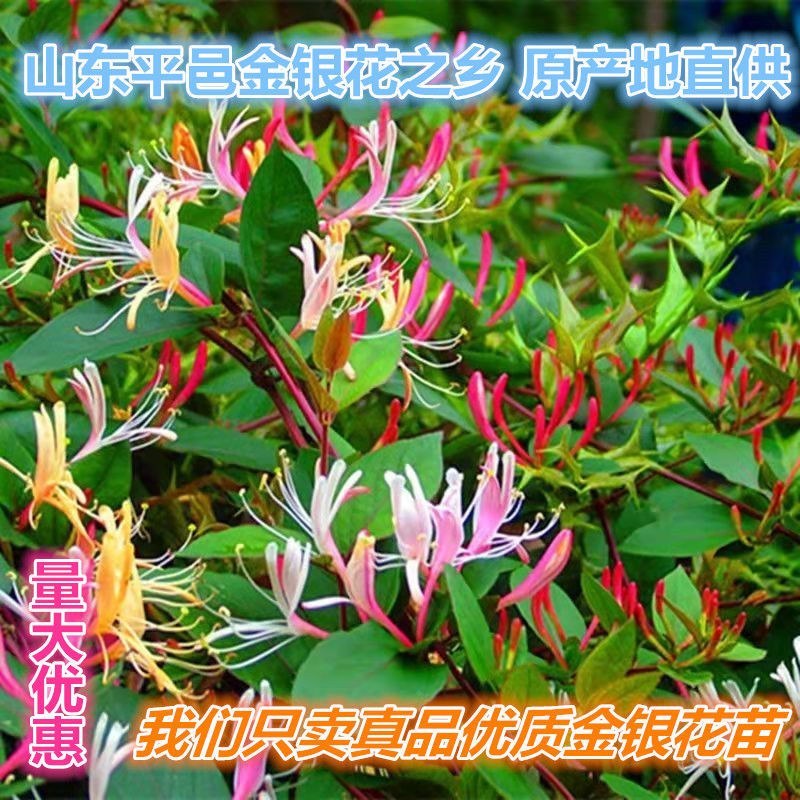四季红色金银花苗盆栽地栽南北方种植当年采摘优质花苗