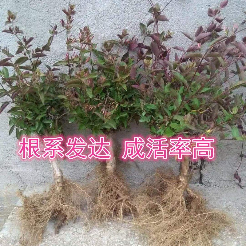 四季红色金银花苗盆栽地栽南北方种植当年采摘优质花苗