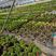 波斯顿蕨盆栽观叶绿植净化空气园林绿化地被绿墙