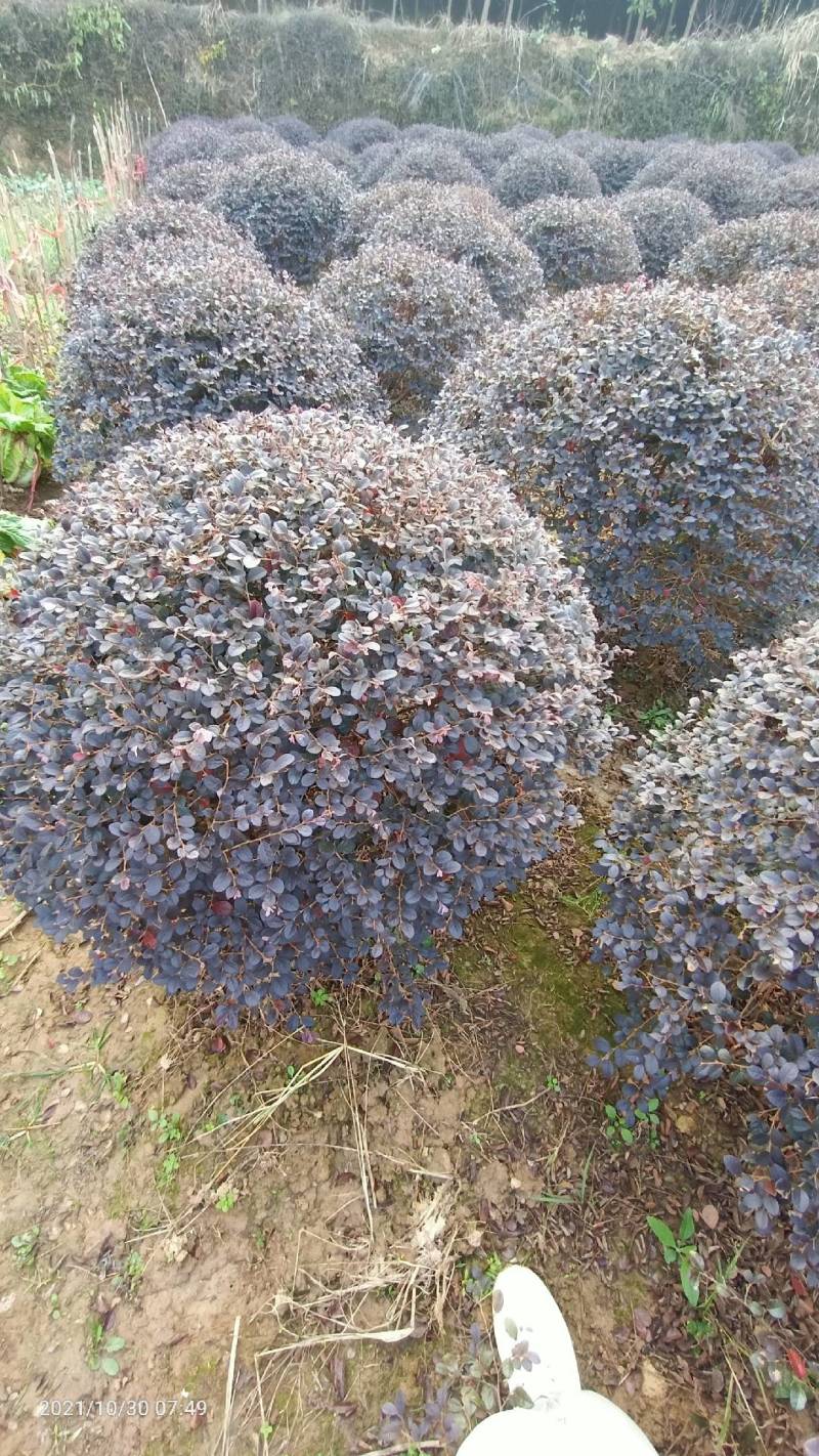 红继木九江市柴桑区清风园林常年供应各种规格苗木