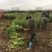 江西安福金兰柚土柚子萍乡安福蚕子树苗井冈蜜柚苗老树嫁接